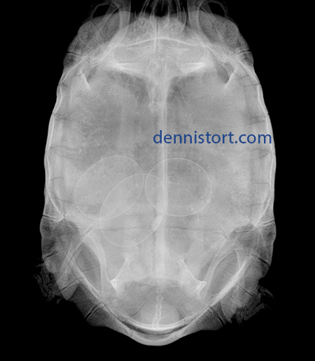 xray of a female tortoise with eggs