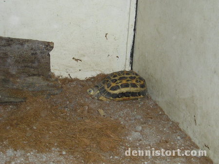 Tortoises in Avilon Zoo, Rizal Philippines