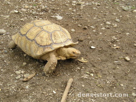 Tortoises in Avilon Zoo, Rizal Philippines