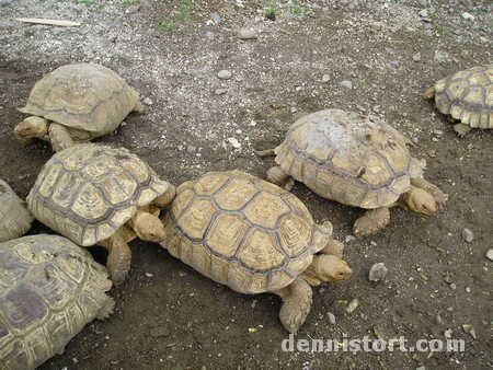 Tortoises in Avilon Zoo, Rizal Philippines