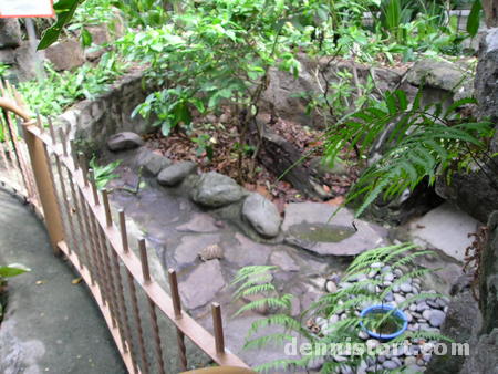 Tortoises in Avilon Zoo, Rizal Philippines