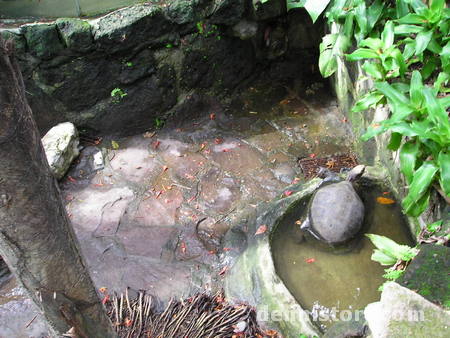 Tortoises in Avilon Zoo, Rizal Philippines