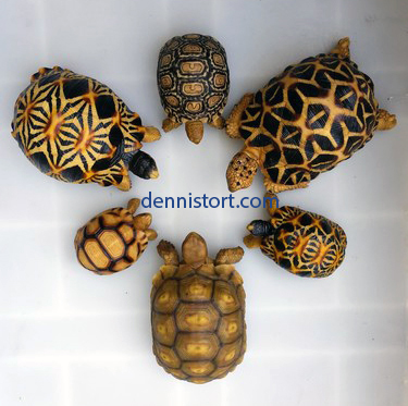 tortoise replica