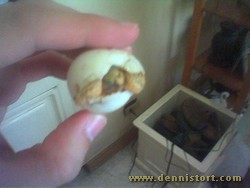 hatchling star tortoise