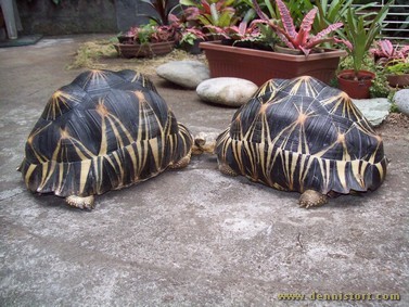 male and female adult radiated tortoise