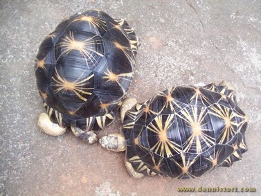 male and female adult radiated tortoise