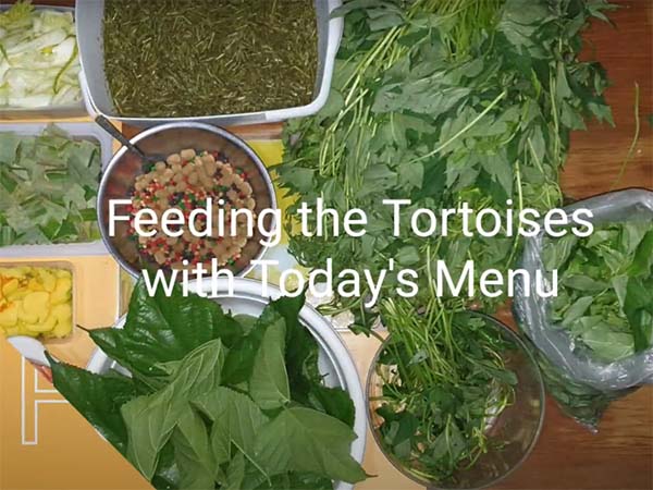 Different plants and vegetables for tortoise
