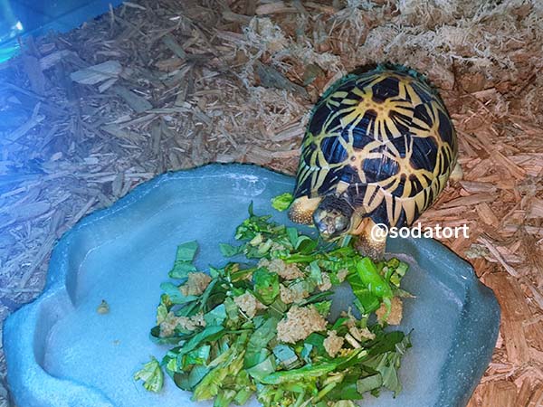 Zoomed food and water dishes