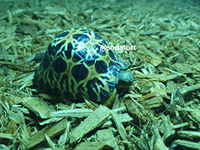 Forest Floor or Cypress Mulch