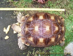 sulcata feb 2010