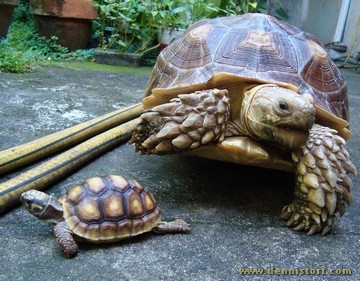 sulcata mocha