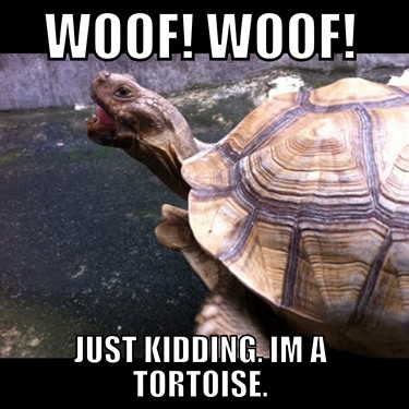 tortoise meme