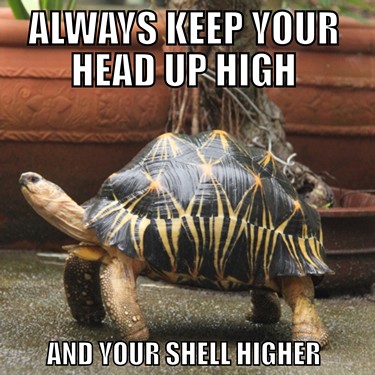 tortoise meme