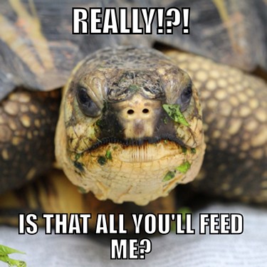 tortoise meme