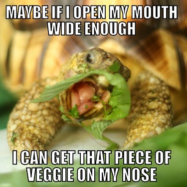 tortoise meme